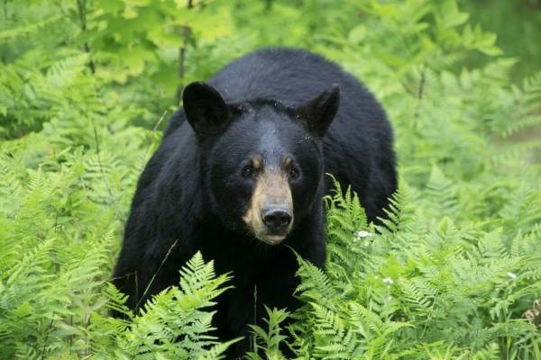 Black bear in the forest