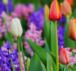 Tulips and hyacinths